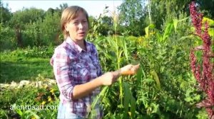 Высокая грядка ИЗ ВЕТОК в работе  Withe Raised Beds in work