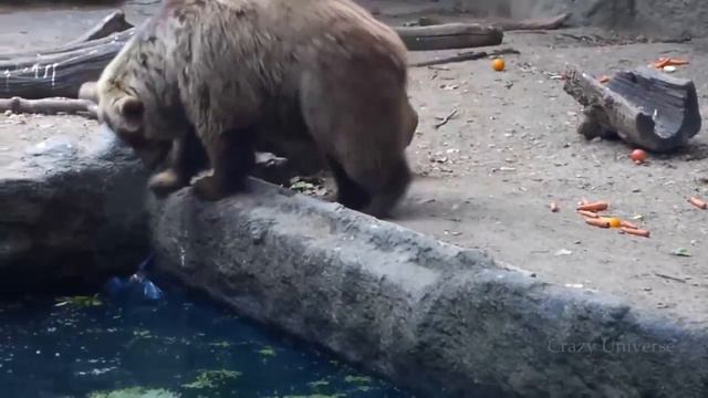 Удивительные случаи взаимовыручки у животных