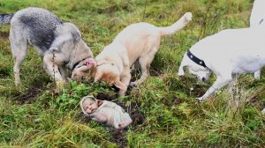 Разрывая когтями землю, стая бродячих собак нашли живого младенца в лесу!