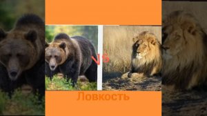 Гризли против льва😨 по просьбе подписчика!