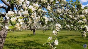 Cheerful Blooming Apple Garden on a Sunny day in Spring