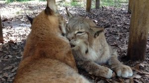 Lynx Love Siberian Lynx