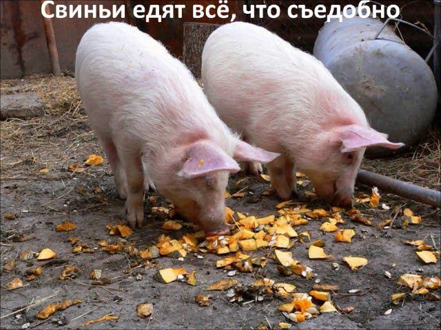 свинья   домашнее животное