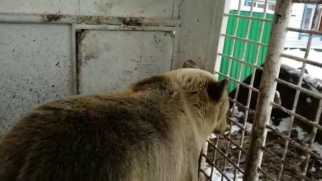 Фермер уложил медведицу спать. Медведица