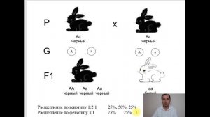 Второй закон Менделя. Закон расщепления. Разбор типовых заданий ЕГЭ по биологии, раздел Генетика