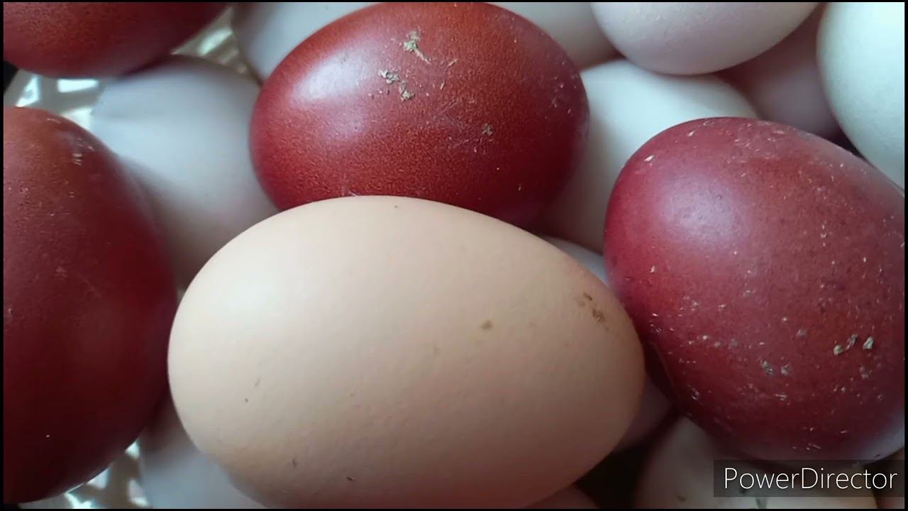 Покупка инкубационного яйца. Смотреть до КОНЦА! смотреть онлайн