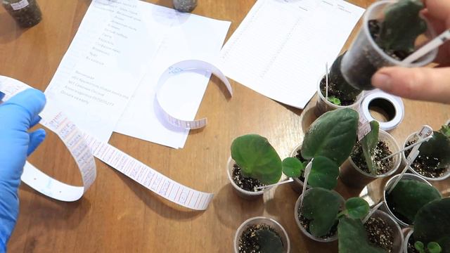 УЖЕ год ТАК ДЕЛАЮ. НАКАКИХ ОШИБОК!!! СОБИРАЕМ ЗАКАЗ ФИАЛОК СТРЕПСОВ БЕГОНИЙ вместе! смотреть онлайн