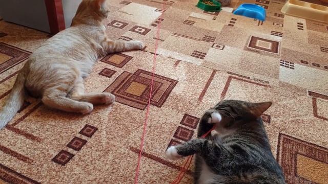 Коты играют с клубком. Классика кошачьей жизни