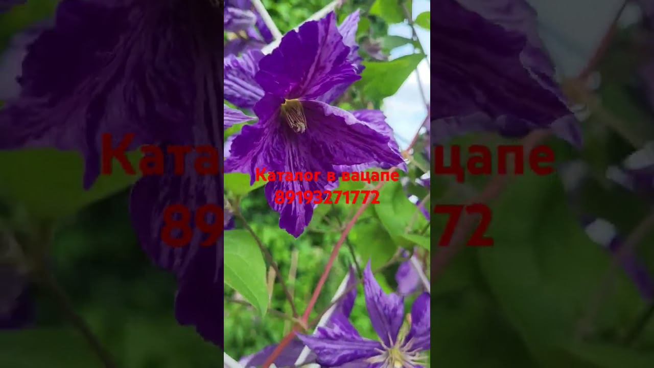 Клематисы цветут: Тай Дай и Пантер. #клематисы #питомник #сад #garden #дача смотреть онлайн