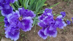 Необыкновенно-красивое цветение пионов в Ботаническом саду,Симферополь?