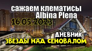 Сажаем клематисы Albina Plena или В мечтах о красивом заборе | Дневник ЗНС | май 2023