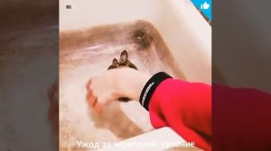 Уход за сухопутной черепахой:купание