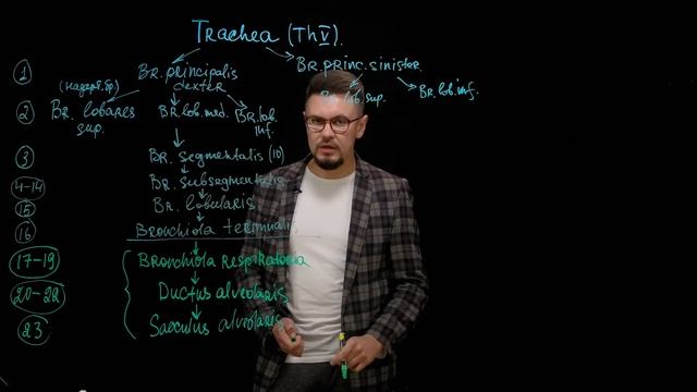 Ветвление бронхиального и альвеолярного деревьев (марафон SmartАнатомия)