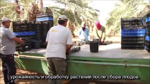 Израиль - сверхдержава фиников Меджул