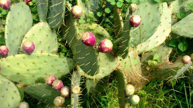 Как растёт кактус 🌵