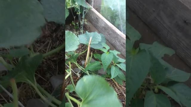 Выращивание арбуз и дынь на Северо-Западе (Карелия) смотреть онлайн