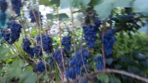 Виноград Кодрянка...2018г