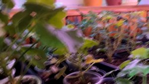 Бегония ампельная, клубневая, беллекония и шардоне на большом стеллаже в доме