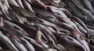 О российском рыболовстве (2022).mp4