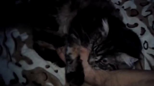 Мейн кун 8 месяцев