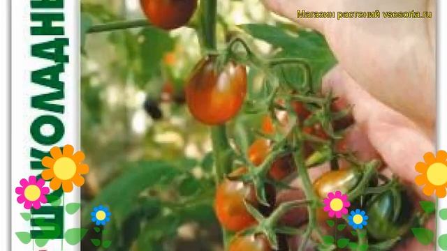Томат Шоколадный жемчуг. Краткий обзор, описание solanum lycopersicum Shokoladnyj zhemchug смотреть онлайн