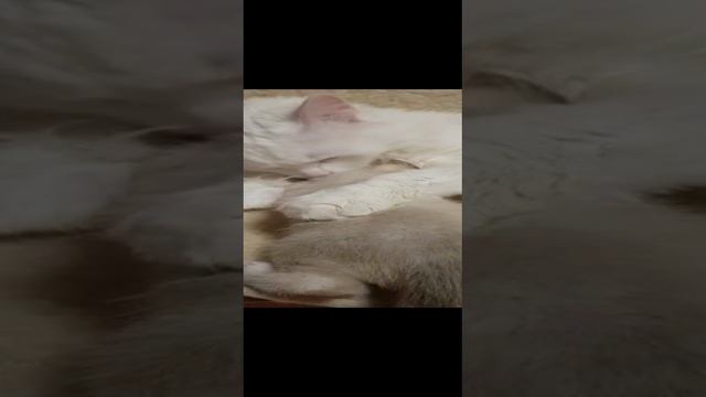 Леся и Сёма - Поиск сиськи