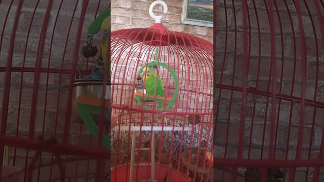 Лев Толстой "Лебеди " смотреть онлайн