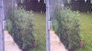 Garden fence, Aiptek 3D camcorder test