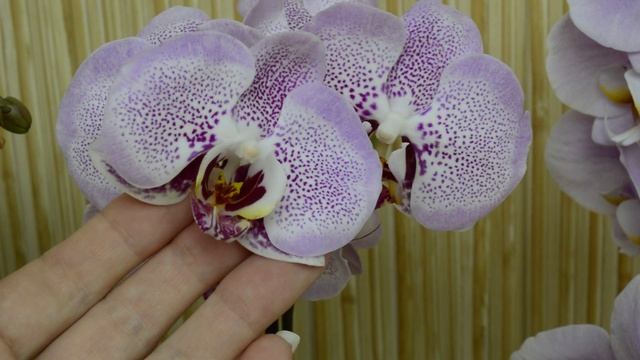 Обзор самых редких орхидей ... Крупные цветы и ароматные орхидеи с названиями !!!