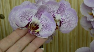 Обзор самых редких орхидей ... Крупные цветы и ароматные орхидеи с названиями !!!
