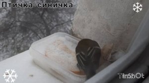 Птичка-синичка.(видео для малышей)