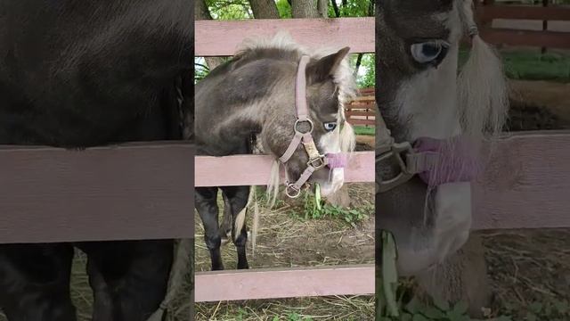 Одуванчики для мини лошадок. Лошадки. Конеферма.