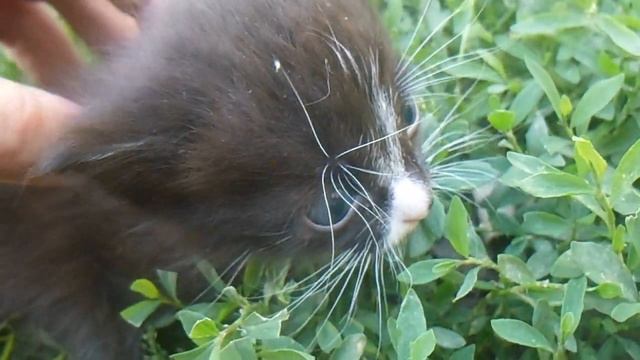 МАЛЕНЬКИЙ КОТИК ВПЕРВЫЕ ВЫШЕЛ НА ТРАВКУ! МИЛОТА)
