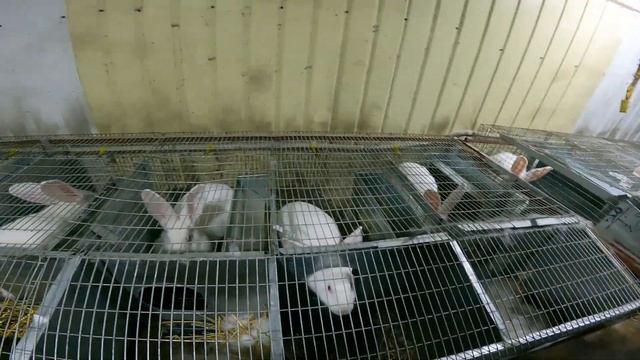 Очень Удобные Маточные Клетки в Моём Хозяйстве смотреть онлайн