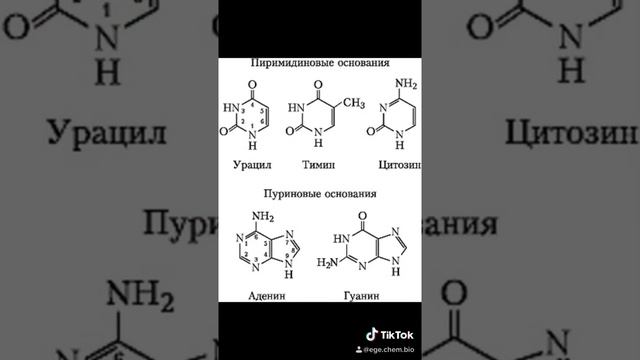 Нуклеиновые кислоты Готовимся к ЕГЭ 2021 Биология