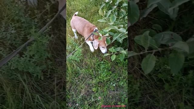 Красавец смотреть онлайн