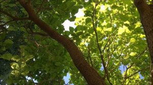 Indian bean tree (Catalpa bignonioides) - canopy - June 2018