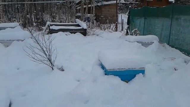 Пчёлы. Зимовка на воле. Подмосковье. 2021. смотреть онлайн