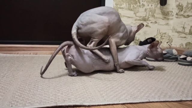 Донской сфинкс Стич вяжет кошечку. Вязка донских сфинксов