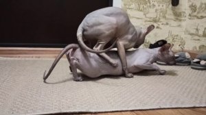 Донской сфинкс Стич вяжет кошечку. Вязка донских сфинксов