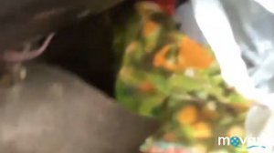 Газон3309 Ремонт Коробке Передачи ( если застряла передача)