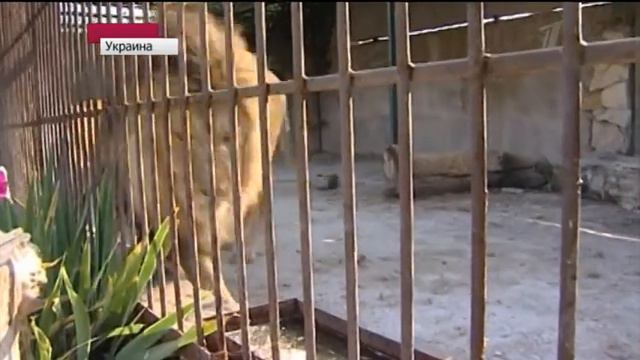 Человек лев смотреть онлайн