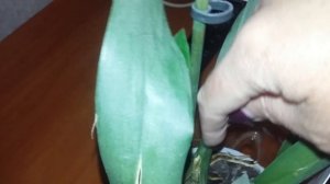 Как заставить цвести Орхидею Камбрию и Мильтонию.