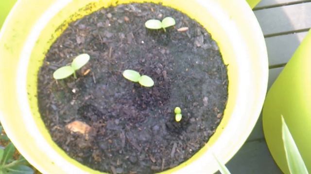 Огород на балконе 2019 год. Дыня, aрбуз смотреть онлайн