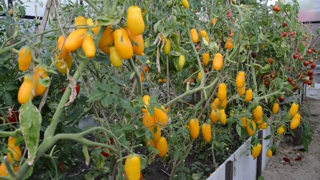 Томат Банановые ноги: объективно о нашумевшем смотреть онлайн