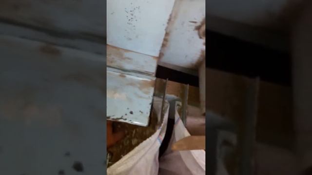 Очистка укропа сорт алигатор !! смотреть онлайн