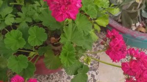 Geranium plant care and growing methods|| جرینیم کیسے اگایا جائے؟