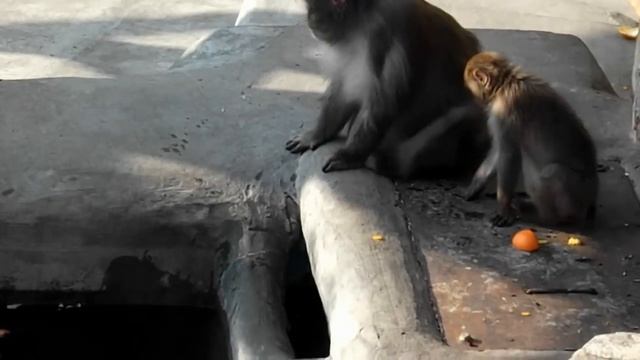 Пора им свой салон открывать, "ОТ БЛОХ" смотреть онлайн