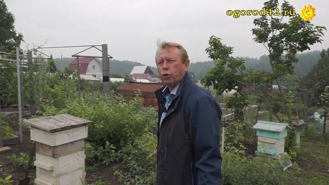 Это - настоящее чудо: сибирская смоковница смотреть онлайн