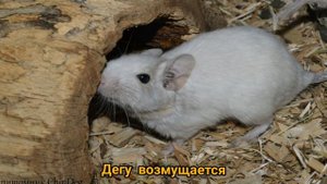 Звуки дегу, часть 2